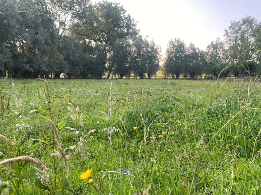 Natuurlijk weidebeheer voor een gezonde paardenweide